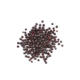 Senape Nera in Semi