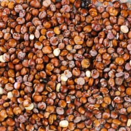 Quinoa Rossa
